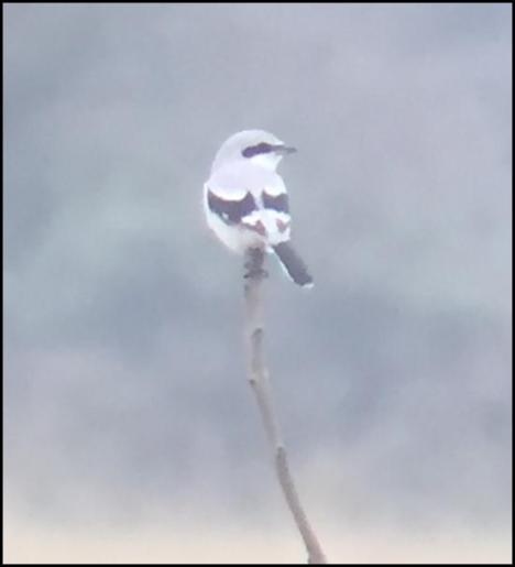 great-grey-shrike-251016