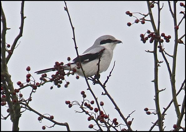 great-grey-shrike-261016