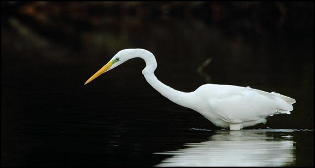great-white-egret-1-211016