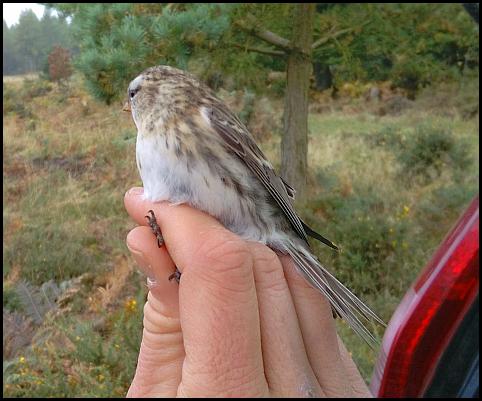 mealy-redpoll-221016