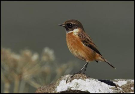 stonechat-021016