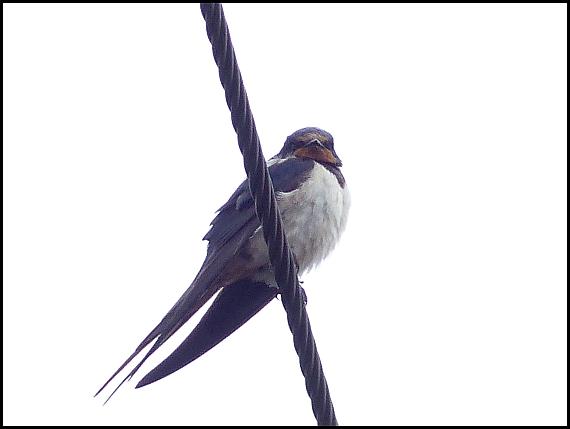 swallow-251016