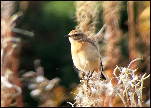 whinchat-021016