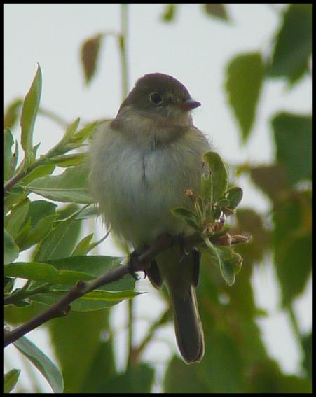 ak-alder-flycatcher