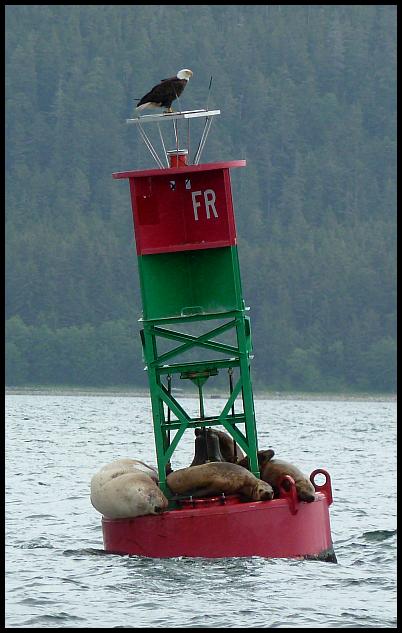 ak-bald-eagle-sealions