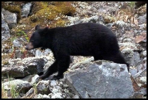 ak-black-bear-1