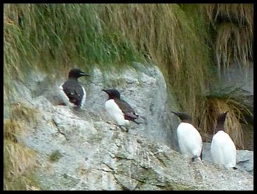 ak-brunnichs-guillemot