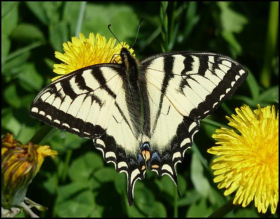 ak-canadian-tiger-swallowtail