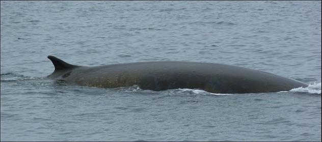ak-fin-whale