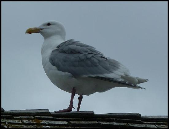 ak-glaucous-gull