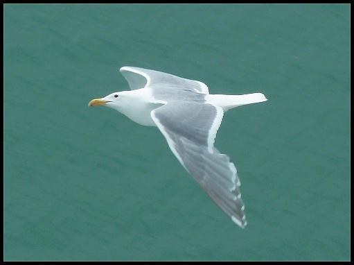 ak-glaucous-winged-gull