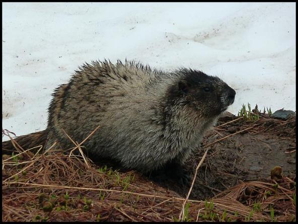 ak-hoary-marmot