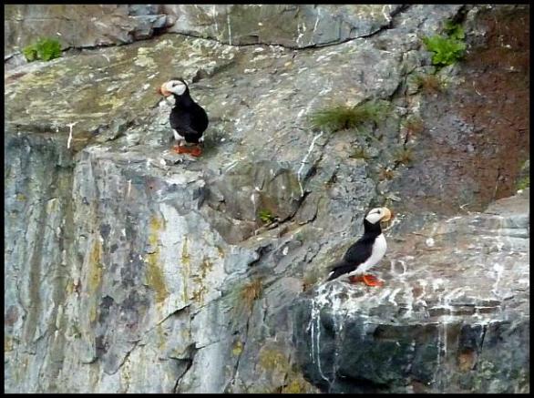 ak-horned-puffin