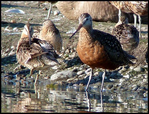 ak-hudsonian-godwit