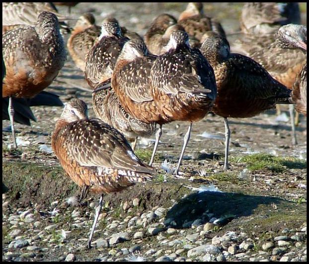 ak-hudsonian-godwits