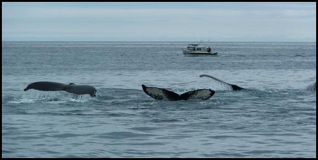 ak-humpback-whales-2