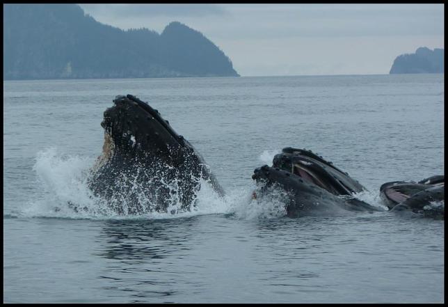 ak-humpback-whales