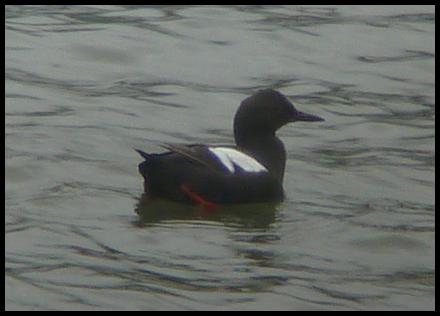 ak-pigeon-guillemot