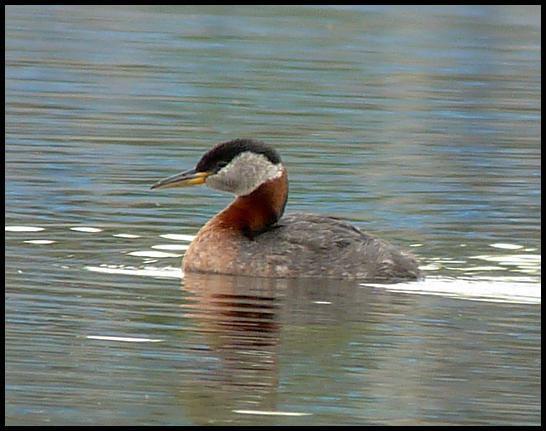 ak-red-necked-grebe