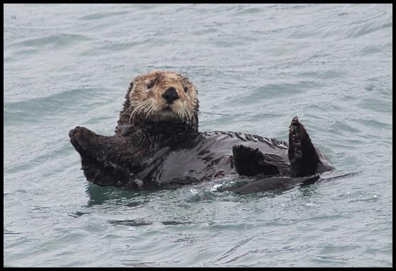 ak-sea-otter