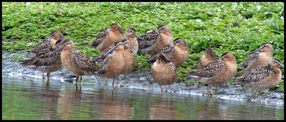 ak-short-billed-dowitchers