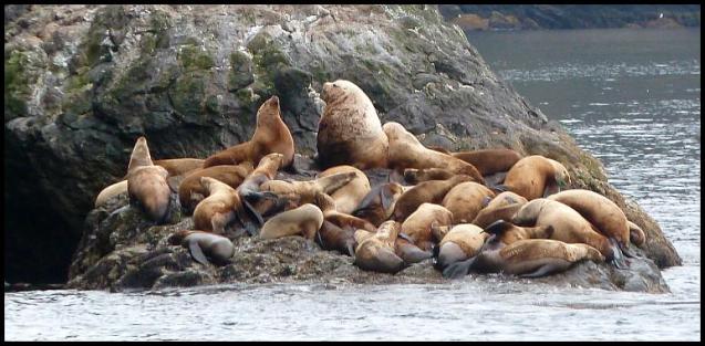 ak-stellers-sealions