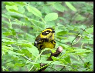 ak-townsends-warbler