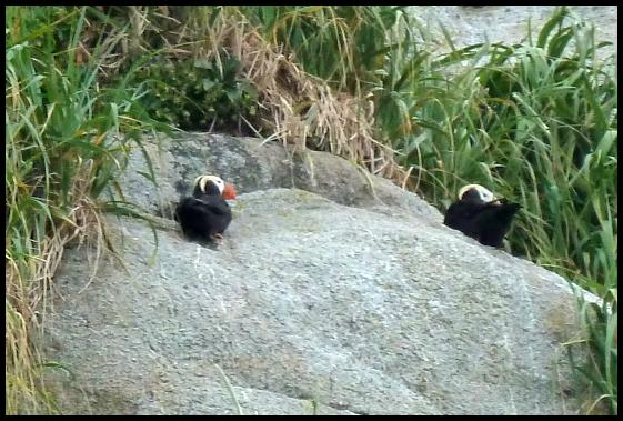 ak-tufted-puffins