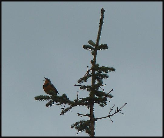 ak-varied-thrush