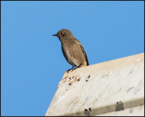 black-redstart-301116