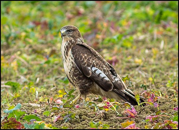 buzzard-031116