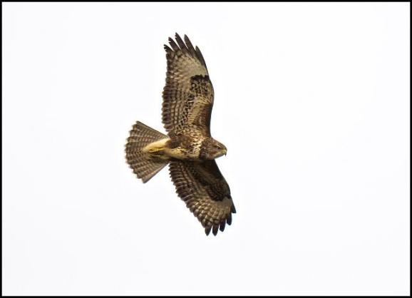 buzzard-261116