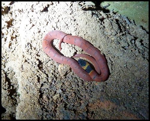 bz-coral-snake