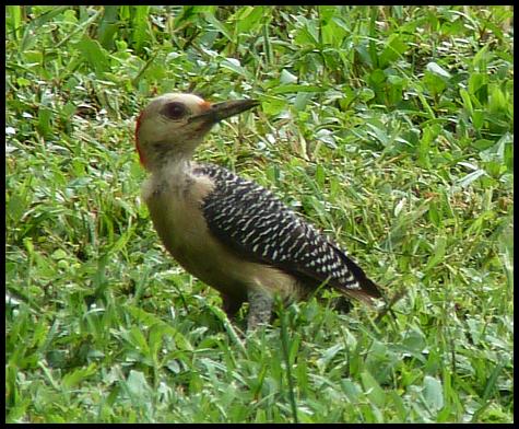 bz-gf-woodpecker