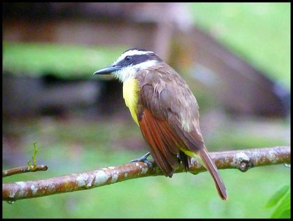 bz-great-kiskadee