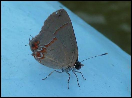 bz-heraldica-hairstreak
