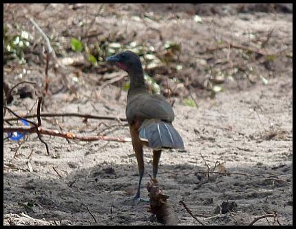 bz-plain-chachalaca