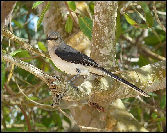 bz-tropical-mockingbird