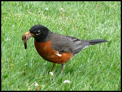 can-american-robin