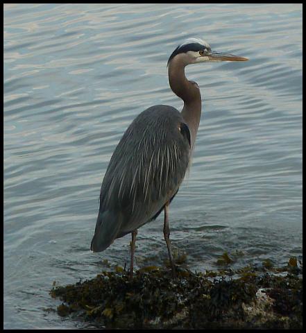 can-great-blue-heron