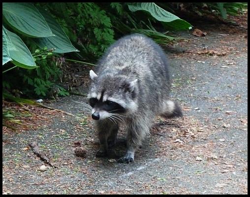 can-raccoon