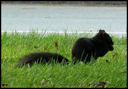 can-western-grey-squirrel