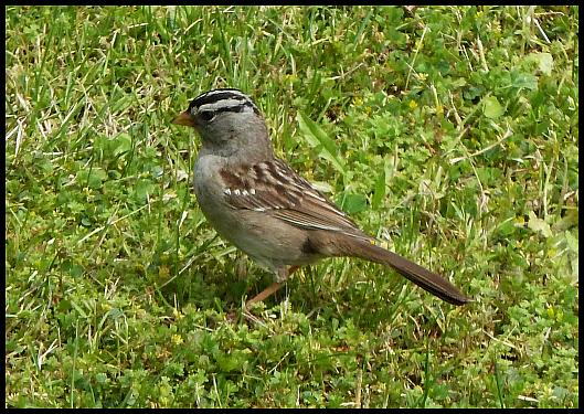 can-white-crowned-sparrow
