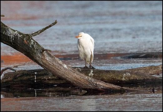 cattle-egret-301116