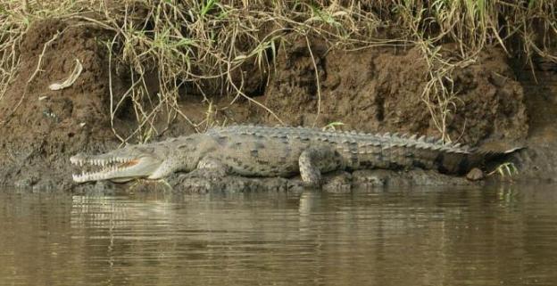 cr-american-crocodile-250210