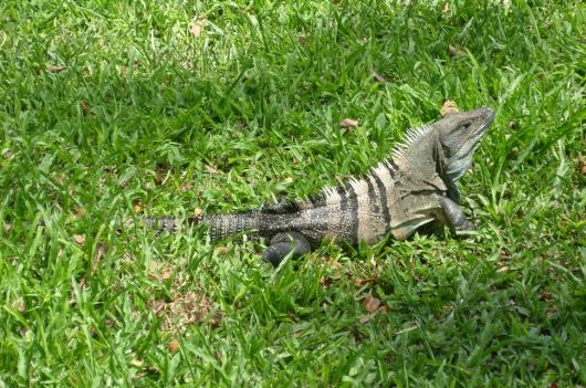 cr-black-iguana-240210