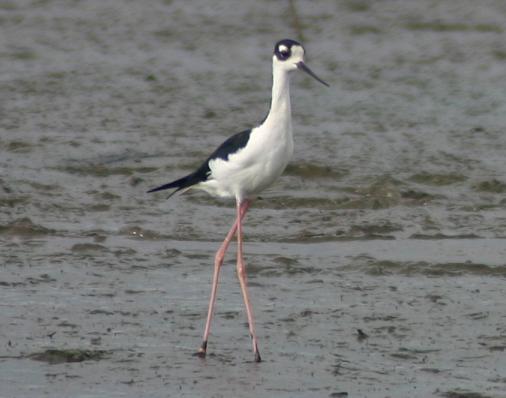 cr-black-necked-stilt-250210