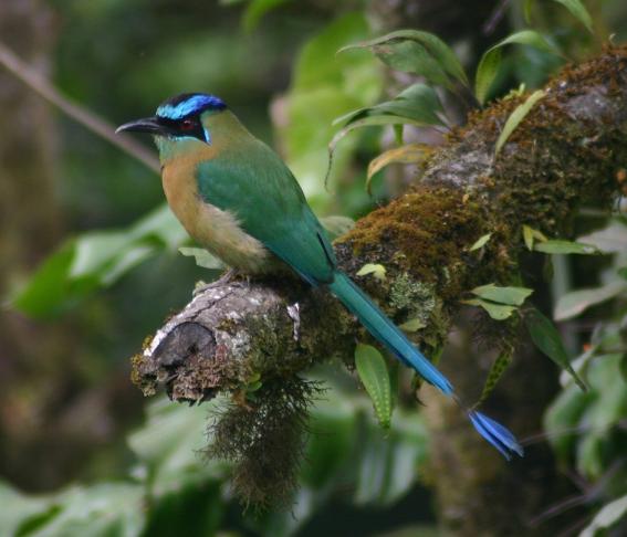 cr-blue-crowned-motmot-210210