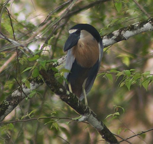 cr-boat-billed-heron-ad-250210