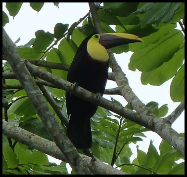 cr-chestnut-mandibled-toucan